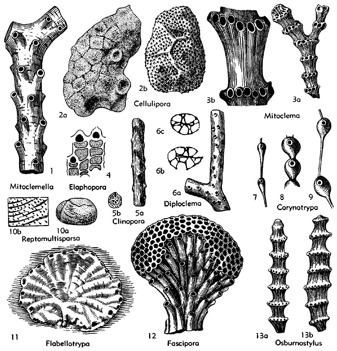 Fossil Image